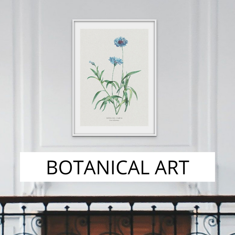 Vintage Botanical Prints - High-Quality Flower, Fern, and Seaweed Wall Art