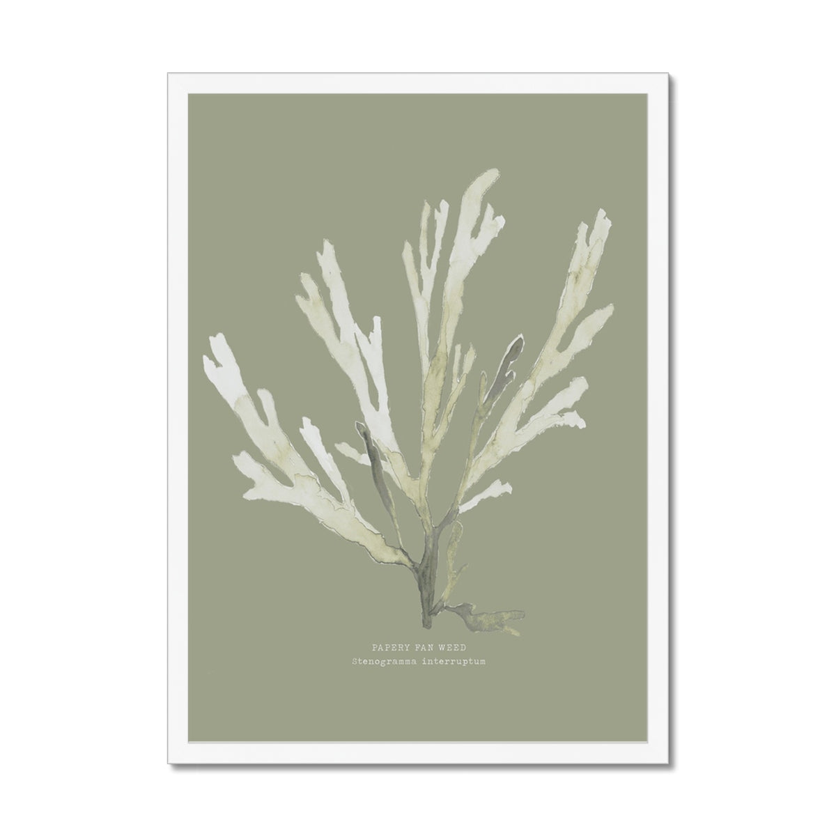 Olive Green Seaweed Art Print | Botanical Wall Decor | Papery Fan Weed - Framed