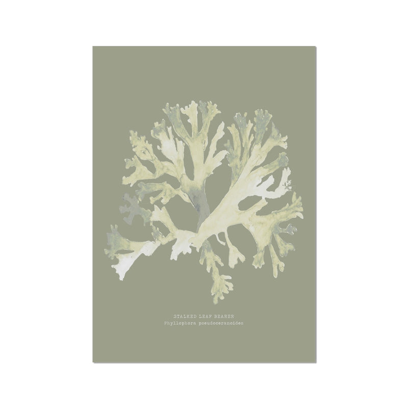 Olive Green Seaweed Art Print | Botanical Wall Decor | Stalked Leaf Bearer - Unframed