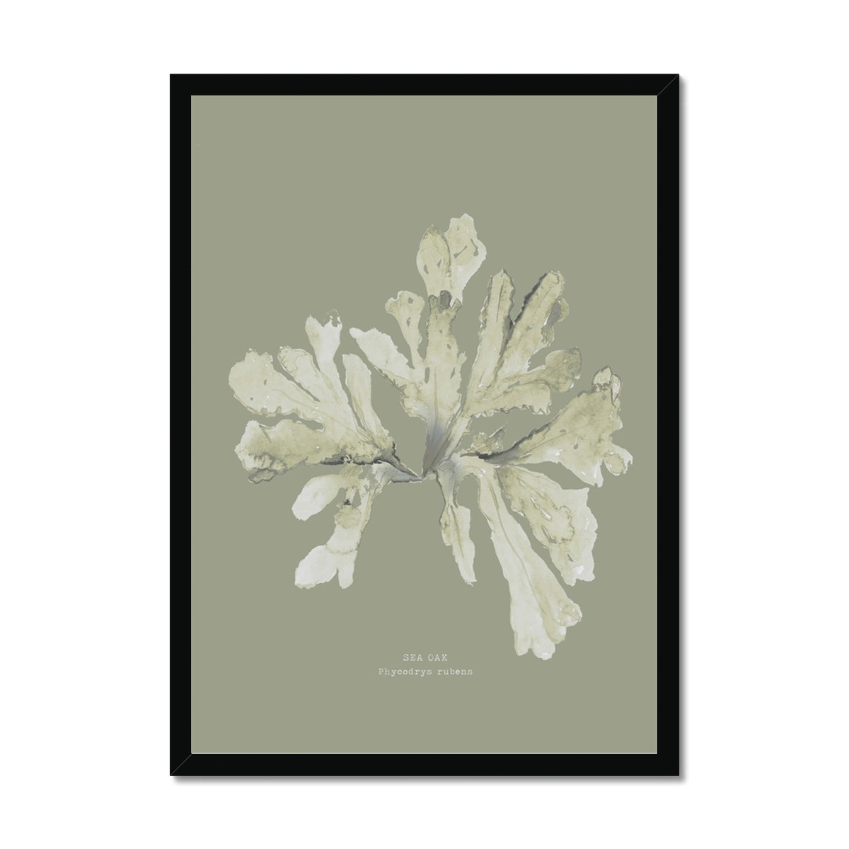 Olive Green Seaweed Art Print | Botanical Wall Decor | Sea Oak - Framed