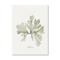 Green Seaweed Art Print | Botanical Watercolour Wall Decor | Sea Oak - Framed