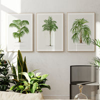 Set of  Three Vintage Palm Tree Prints - Unframed