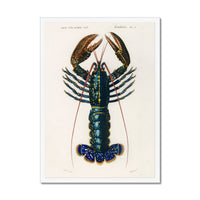 Vintage Lobster Print | Shellfish Wall Art - Framed