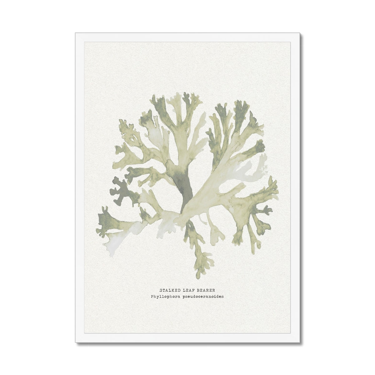 Green Seaweed Art Print | Botanical Watercolour Wall Decor | Stalked Leaf Bearer - Framed