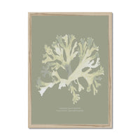 Olive Green Seaweed Art Print | Botanical Wall Decor | Stalked Leaf Bearer - Framed