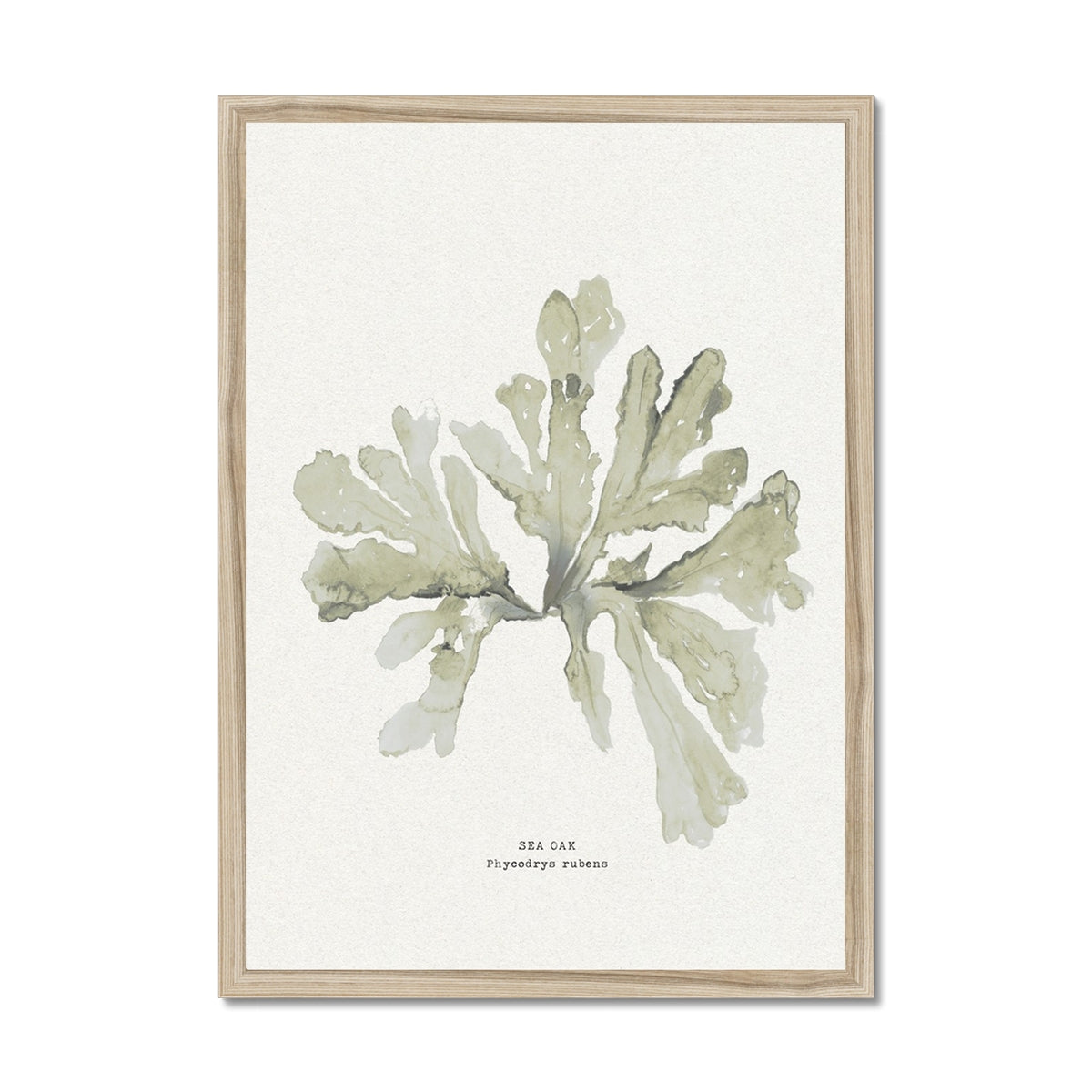 Green Seaweed Art Print | Botanical Watercolour Wall Decor | Sea Oak - Framed