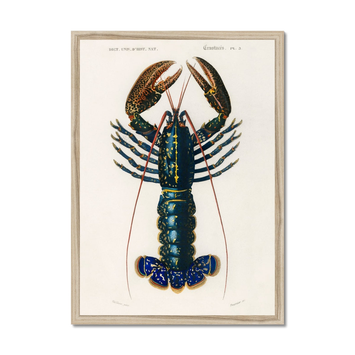 Vintage Lobster Print | Shellfish Wall Art - Framed