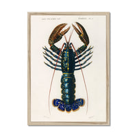 Vintage Lobster Print | Shellfish Wall Art - Framed