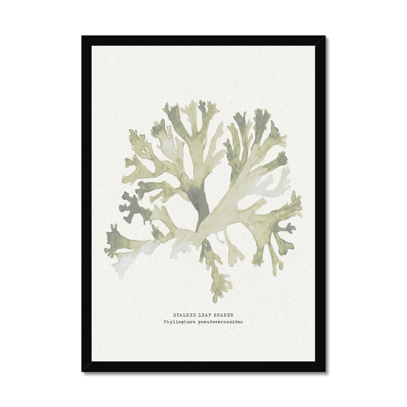 Green Seaweed Art Print | Botanical Watercolour Wall Decor | Stalked Leaf Bearer - Framed