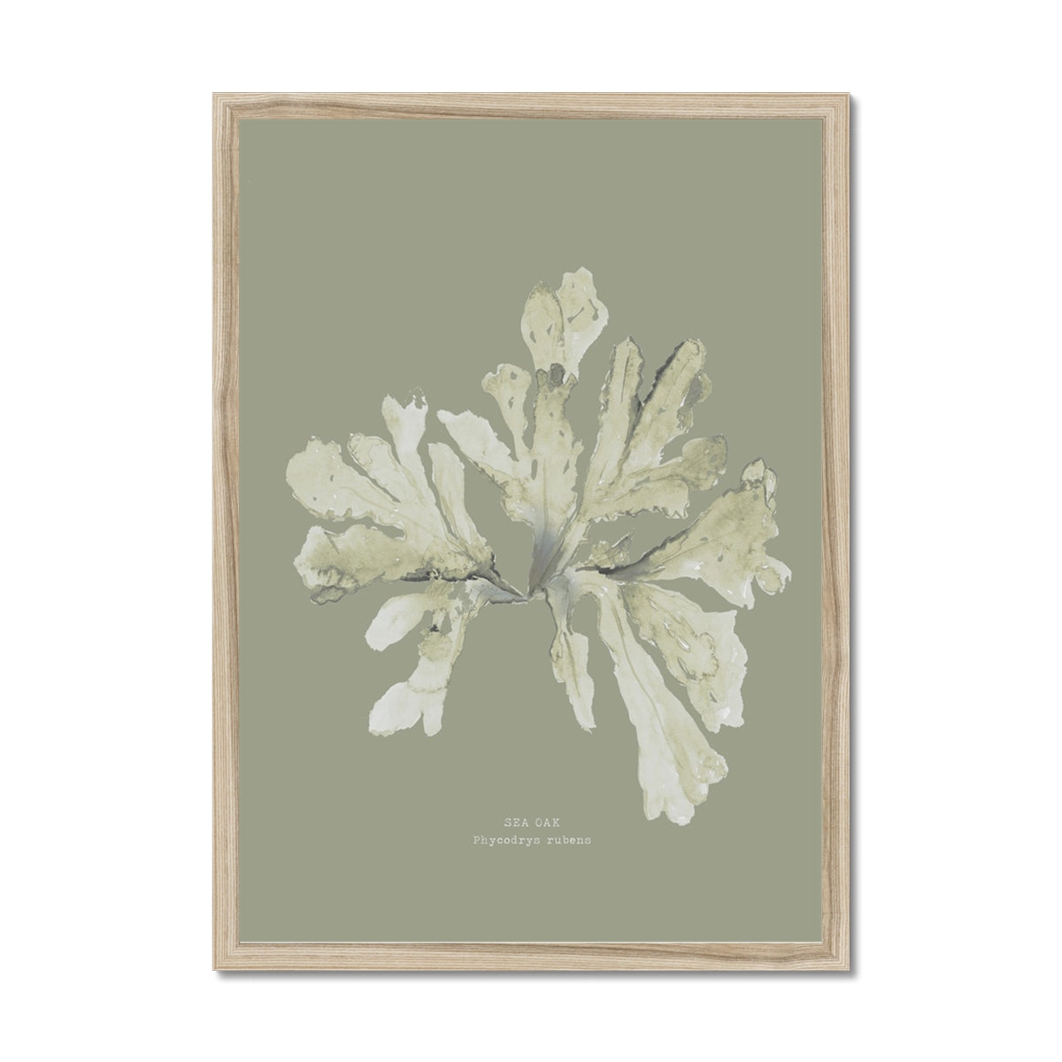 Olive Green Seaweed Art Print | Botanical Wall Decor | Sea Oak - Framed