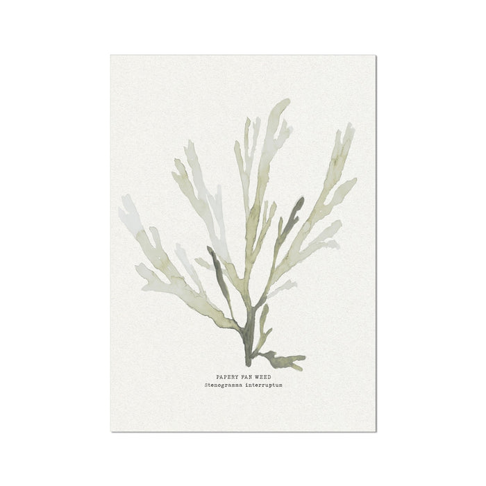 Green Seaweed Art Print | Botanical Watercolour Wall Decor | Papery Fan Weed - Unframed