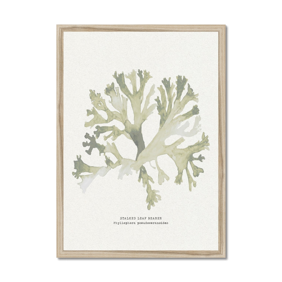 Green Seaweed Art Print | Botanical Watercolour Wall Decor | Stalked Leaf Bearer - Framed