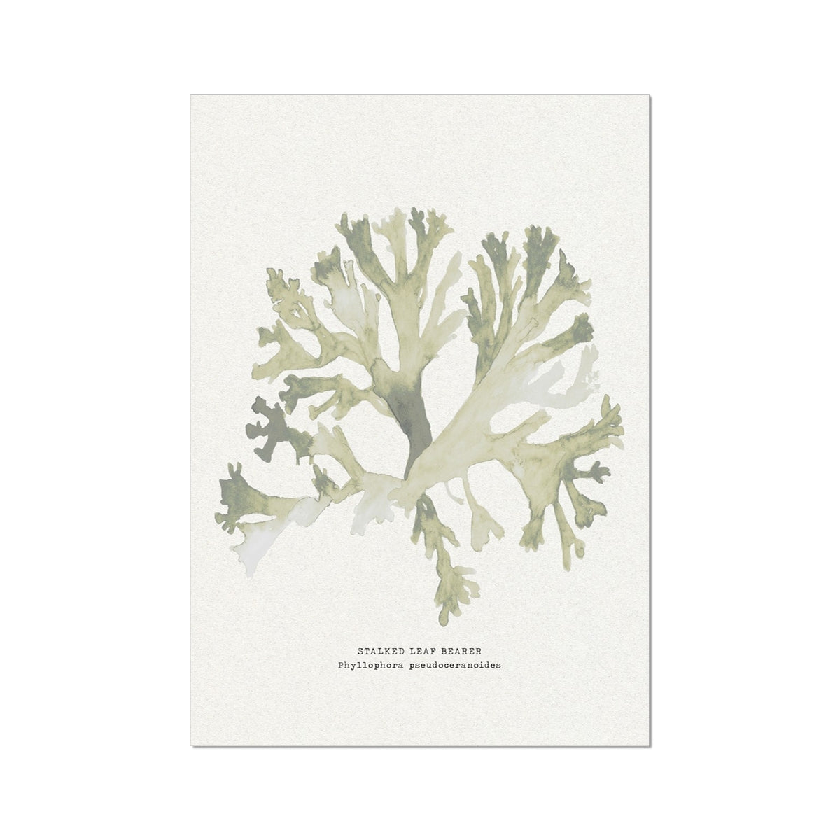 Green Seaweed Art Print | Botanical Watercolour Wall Decor | Stalked Leaf Bearer - Unframed