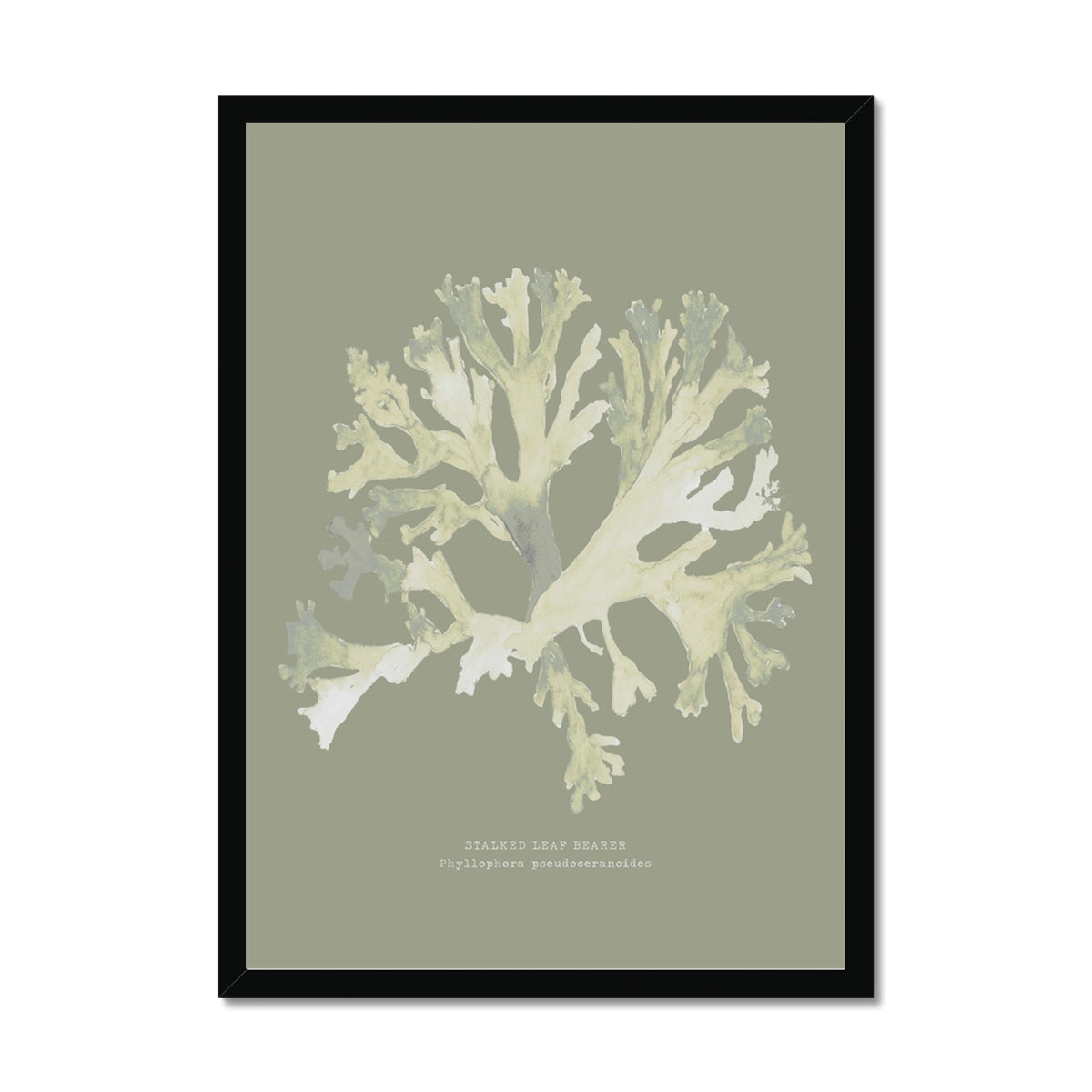 Olive Green Seaweed Art Print | Botanical Wall Decor | Stalked Leaf Bearer - Framed