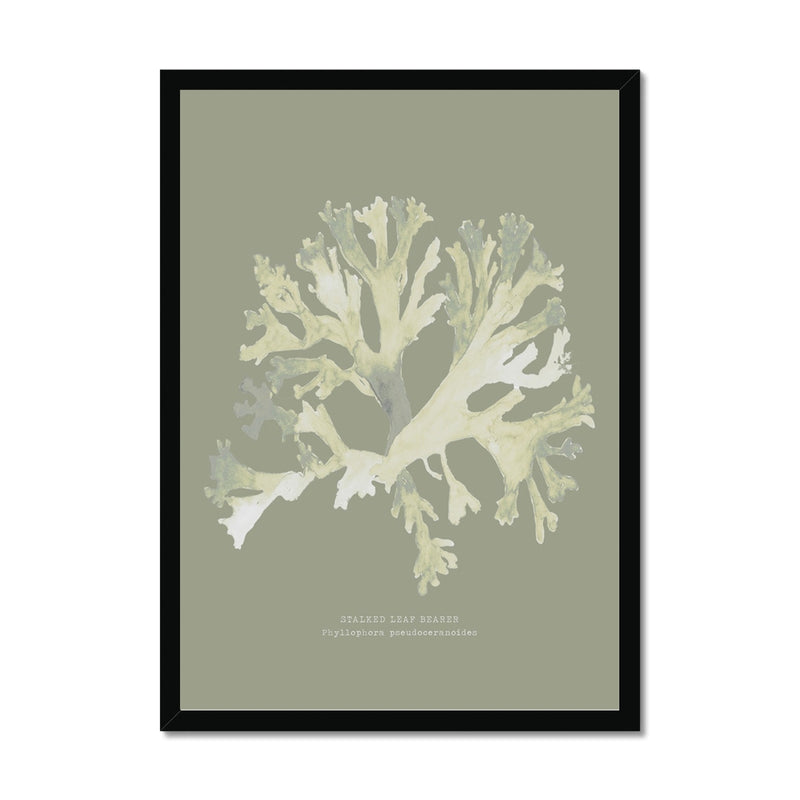 Olive Green Seaweed Art Print | Botanical Wall Decor | Stalked Leaf Bearer - Framed