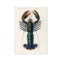 Vintage Lobster Print | Shellfish Wall Art - Unframed