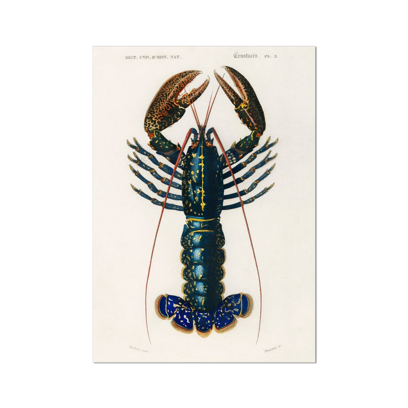 Vintage Lobster Print | Shellfish Wall Art - Unframed