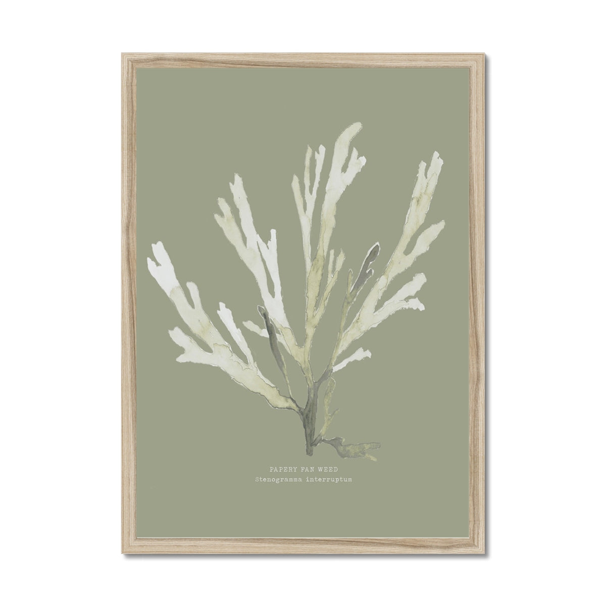 Olive Green Seaweed Art Print | Botanical Wall Decor | Papery Fan Weed - Framed