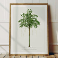 Areca Palm Tree Print | Vintage Palm Tree Art Print - Unframed