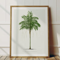 Areca Palm Tree Print | Vintage Botanical Palm Art Print - Framed