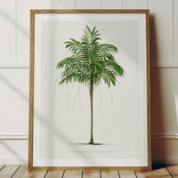 Set of  Three Vintage Palm Tree Prints - Unframed