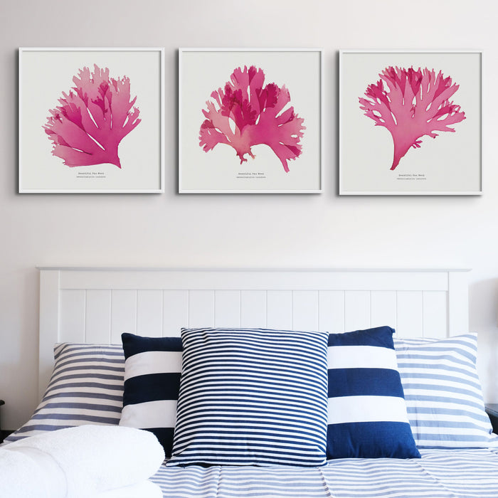 Set of Three Red Seaweed Art Prints Square - Unframed Beach House Art