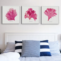 Set of Three Red Seaweed Art Prints Square - Framed Beach House Art