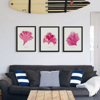 Beautiful Fan Weed No 3 Seaweed Print |Pressed Seaweed Art - Unframed