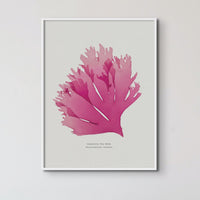 Seaweed Print Wall Art (Portrait) Beautiful Fan Weed No 1 - Framed Red Seaweed Print