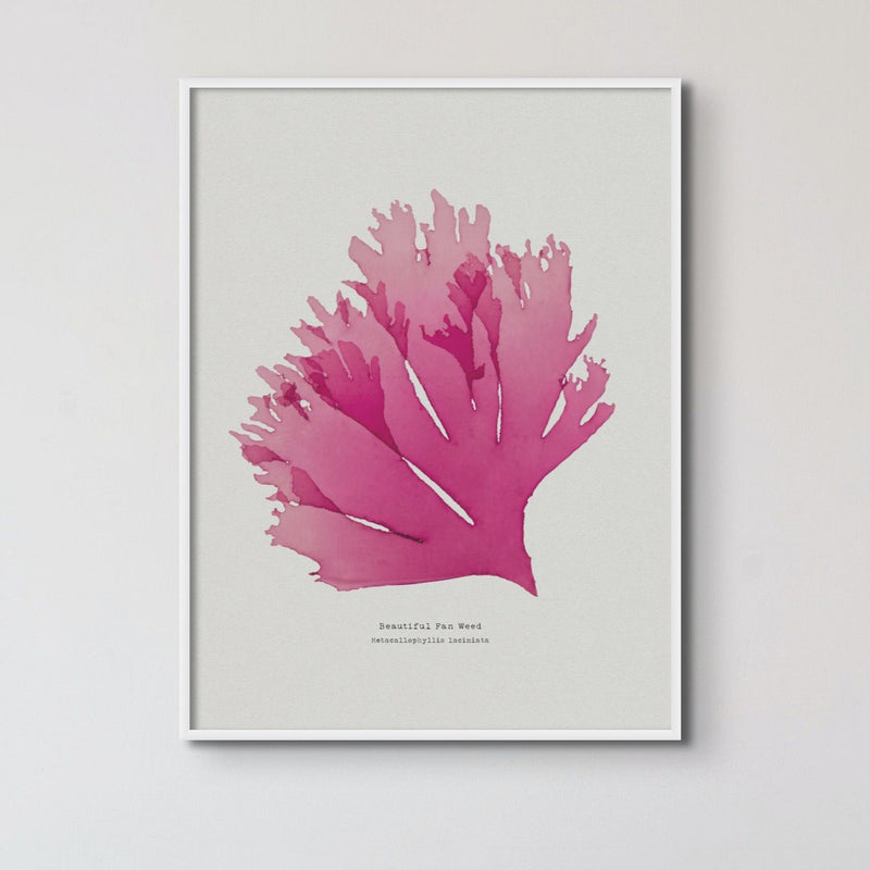 Seaweed Print Wall Art (Portrait) Beautiful Fan Weed No 1 - Framed Red Seaweed Print