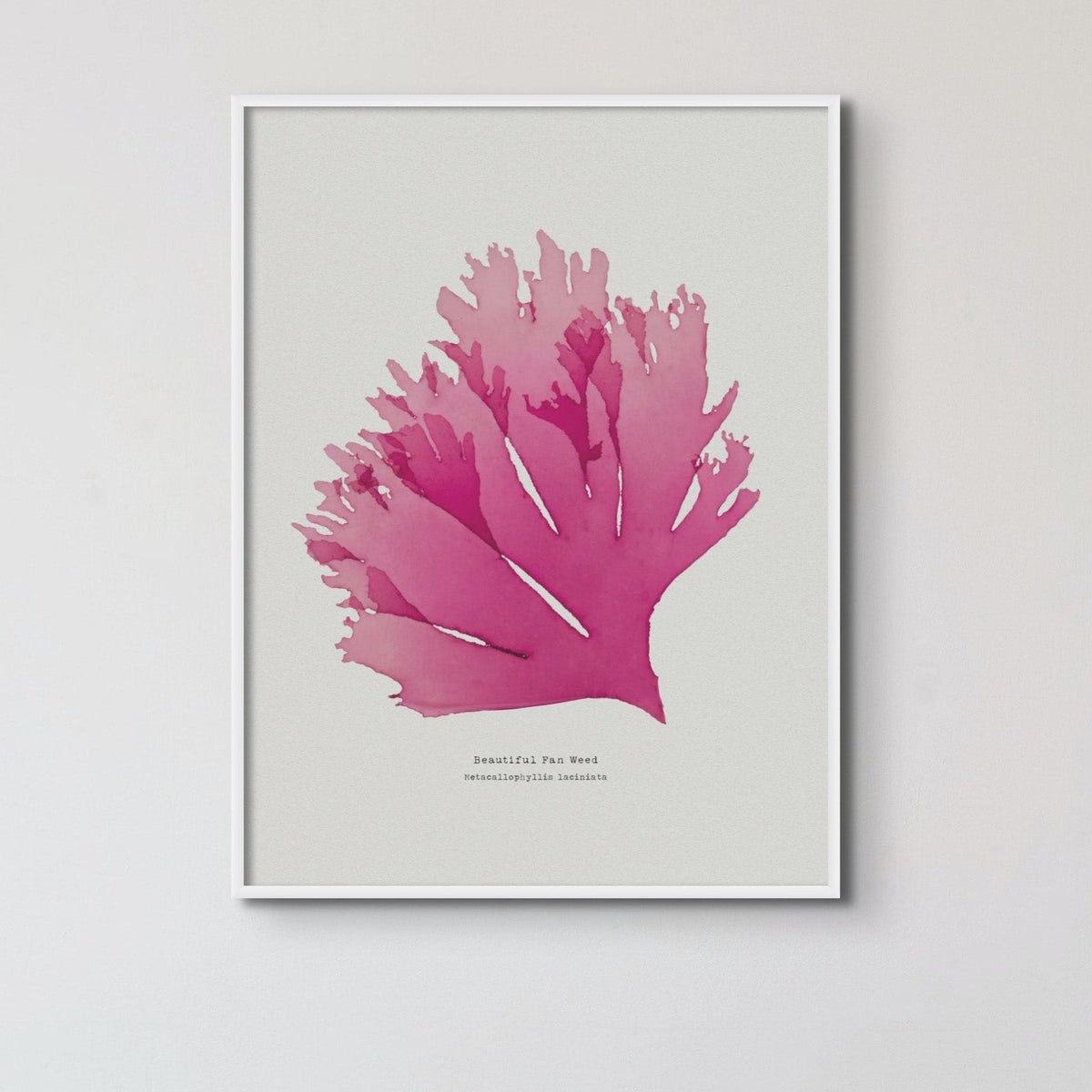 Seaweed Print Wall Art (Portrait) Beautiful Fan Weed No 1 - Unframed Seaweed Pressing