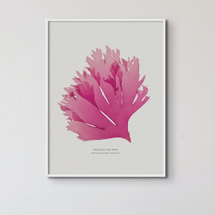 Seaweed Print Wall Art (Portrait) Beautiful Fan Weed No 1 - Unframed Seaweed Pressing