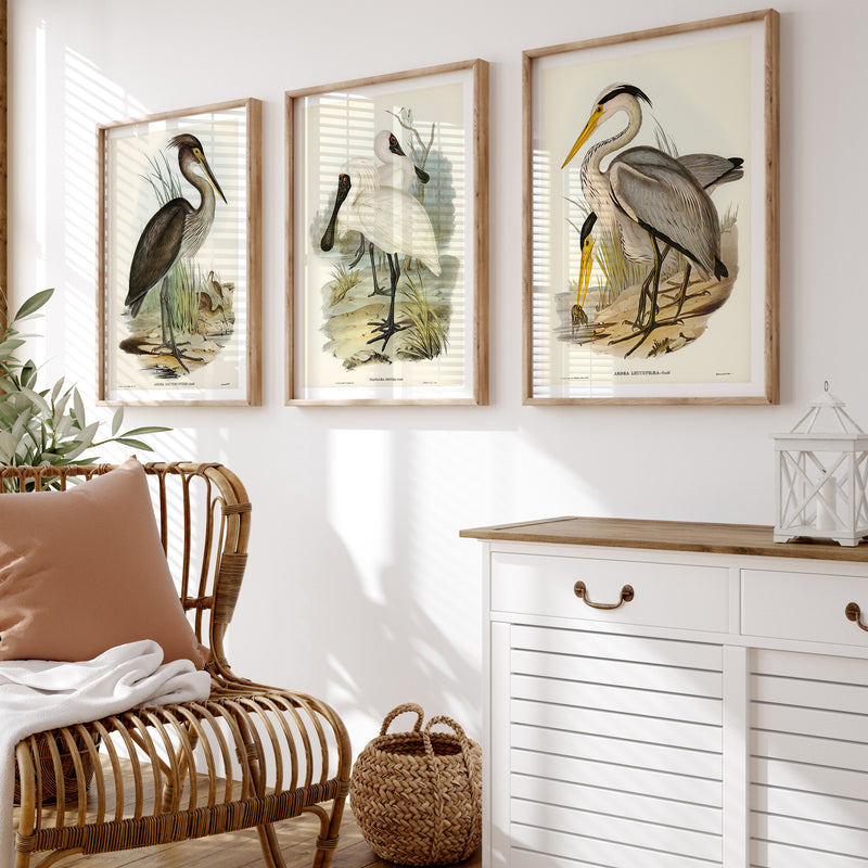 Great Billed Heron Vintage Bird Art Print - Unframed