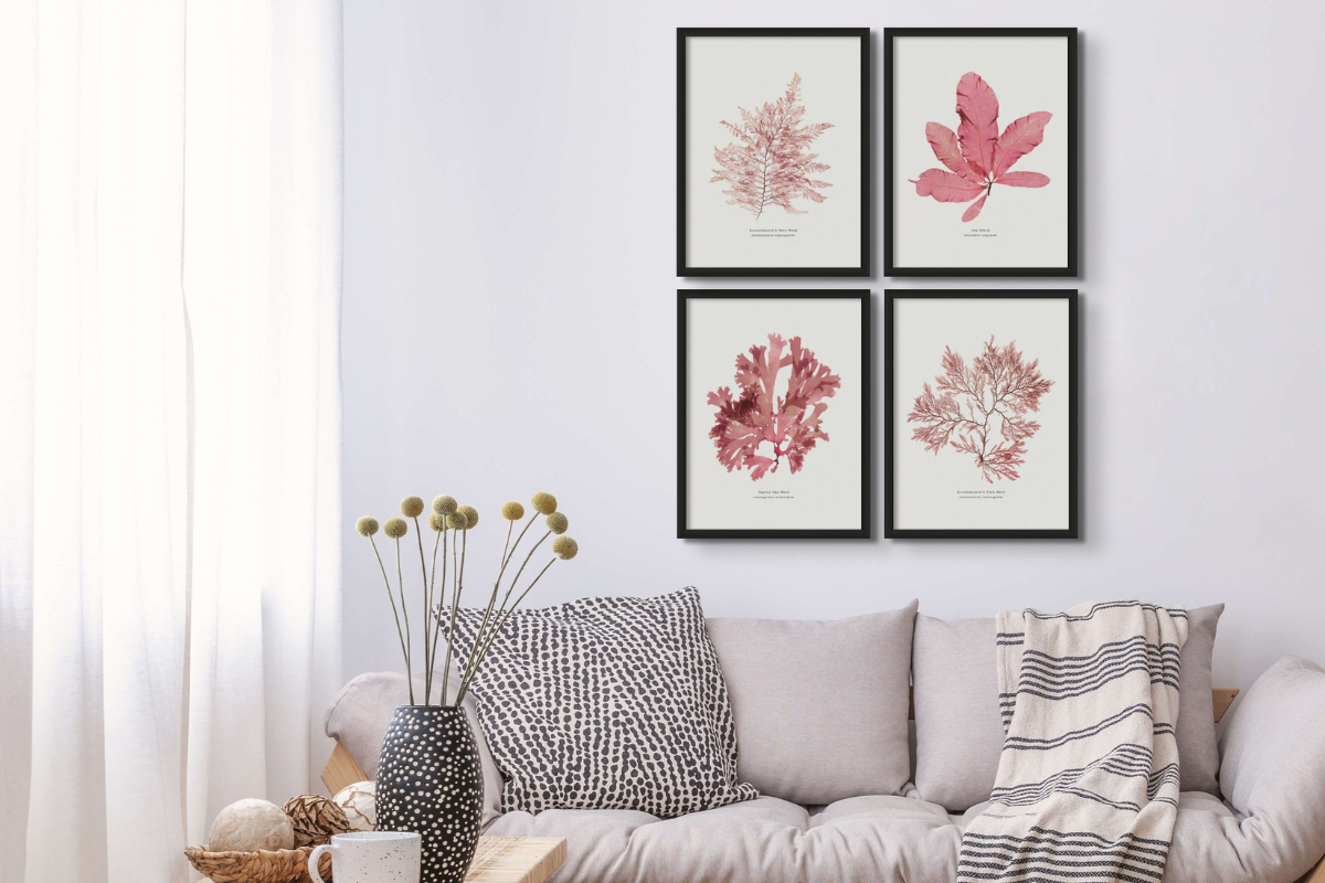 set of four seaweed prints above sofa in grey living room and above grey sofa with throw.