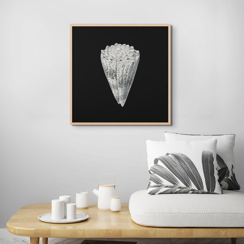 Set of Three Vintage Shell Art Prints | Black Background - Unframed - Beach House Art