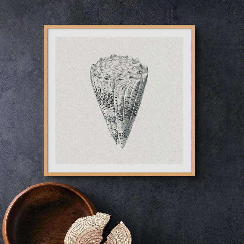 Set of Three Vintage Shell Prints | White Background - Unframed - Beach House Art