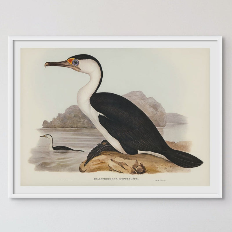 Cormorant Bird Print | Vintage Bird Art Print - Unframed