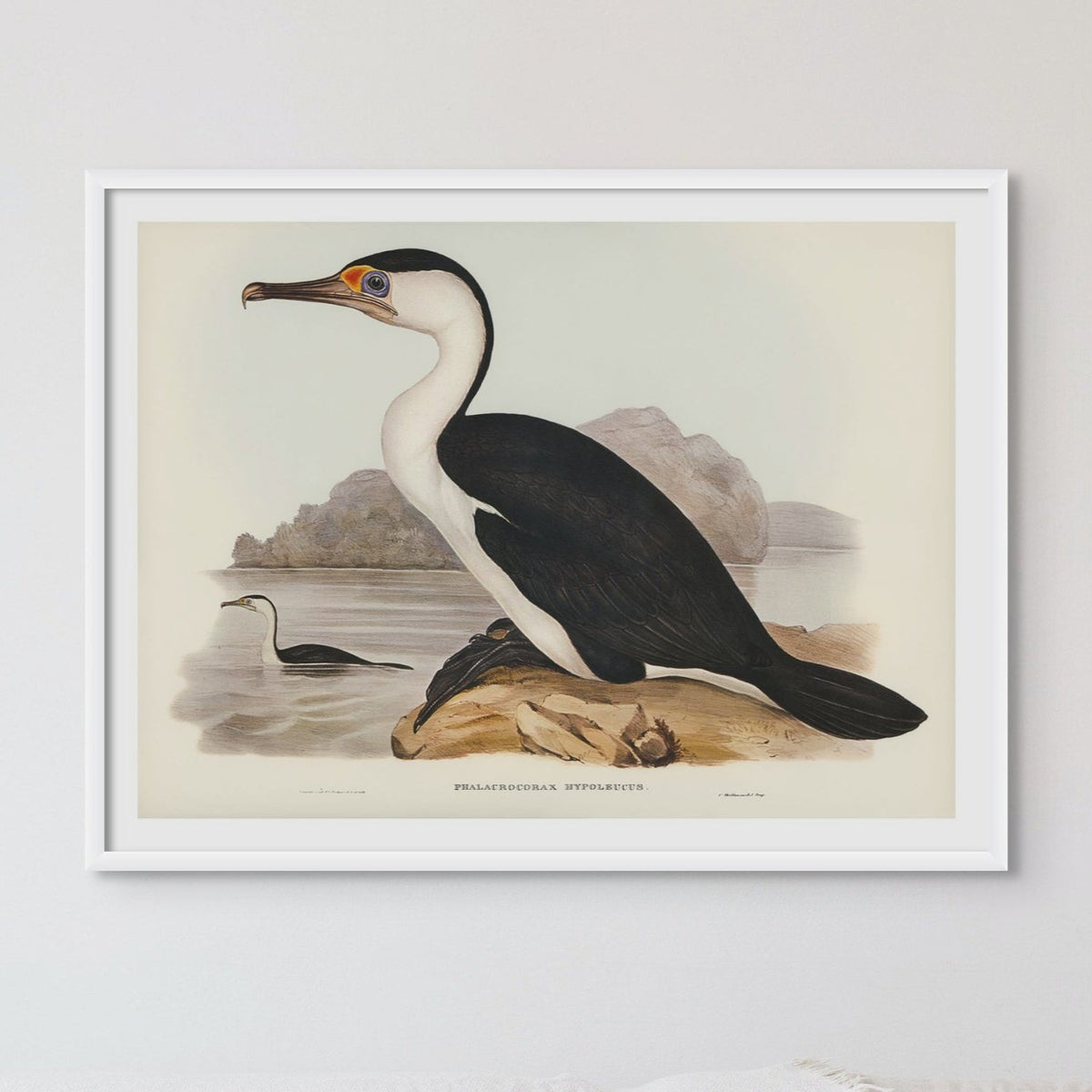 Cormorant Painting | Vintage Bird Art Print - Framed