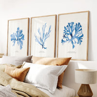 Indigo Seaweed Print | Seaweed Art (Papery Fan Weed) - Unframed