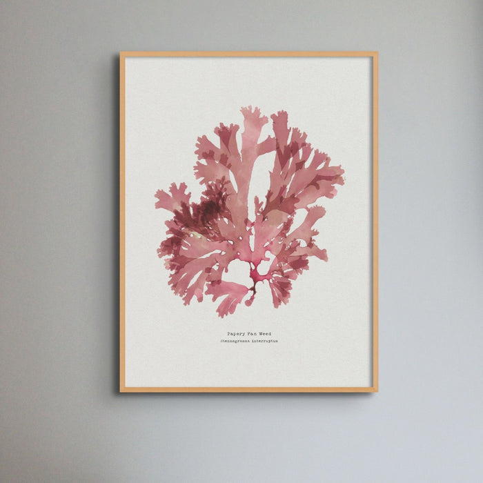 Seaweed Print | Handcrafted Pressed Seaweed (Fan Weed No1) - Unframed