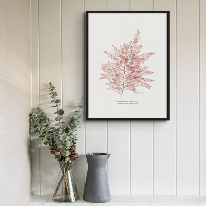 framed Seaweed print on white panelled wall. Pressed Seaweed Art 