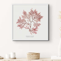 Square Seaweed Print | Pressed Seaweed Print Fern Weed No 2 - Framed