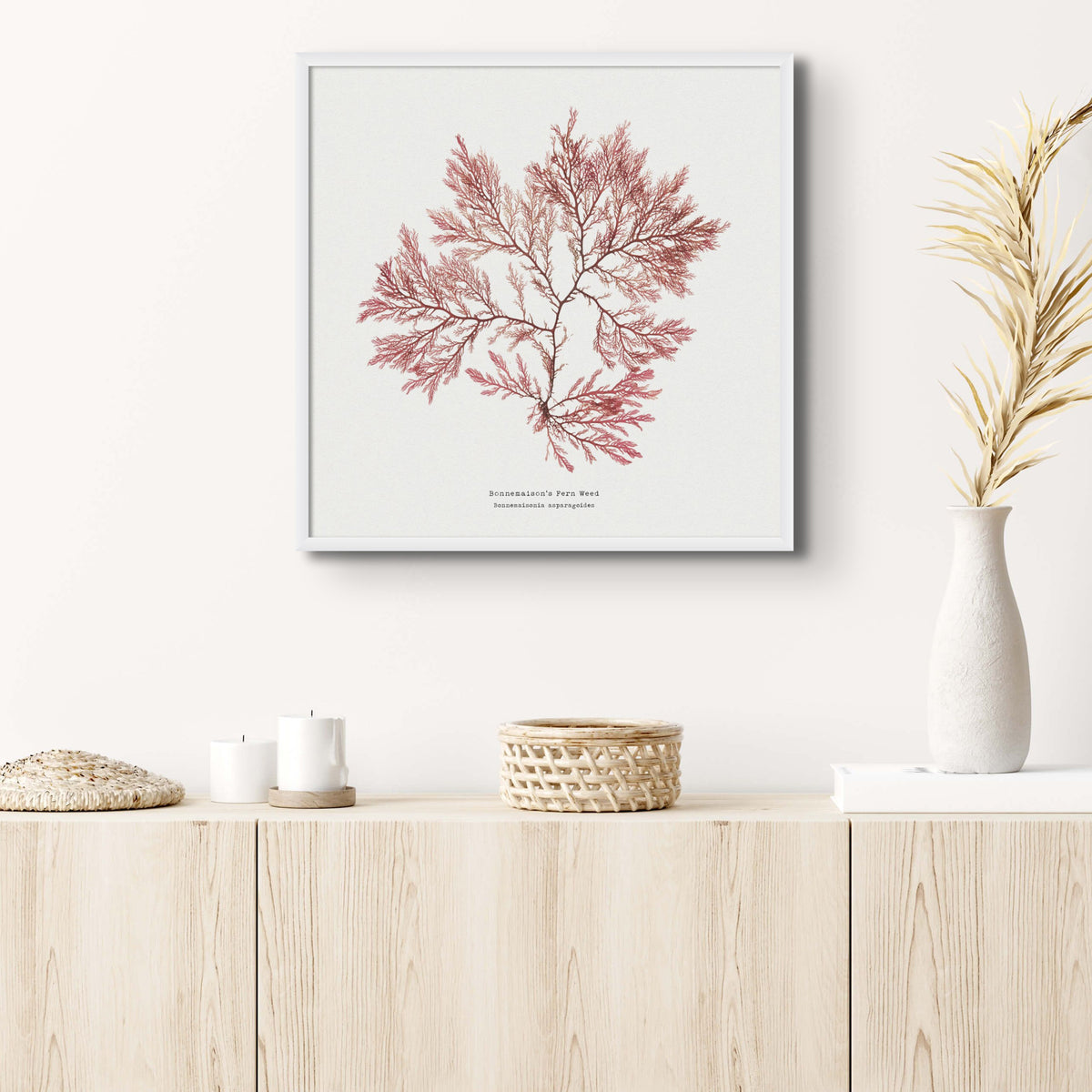 Set Of Two Square Pressed Seaweed Prints | Seaweed Art - Framed