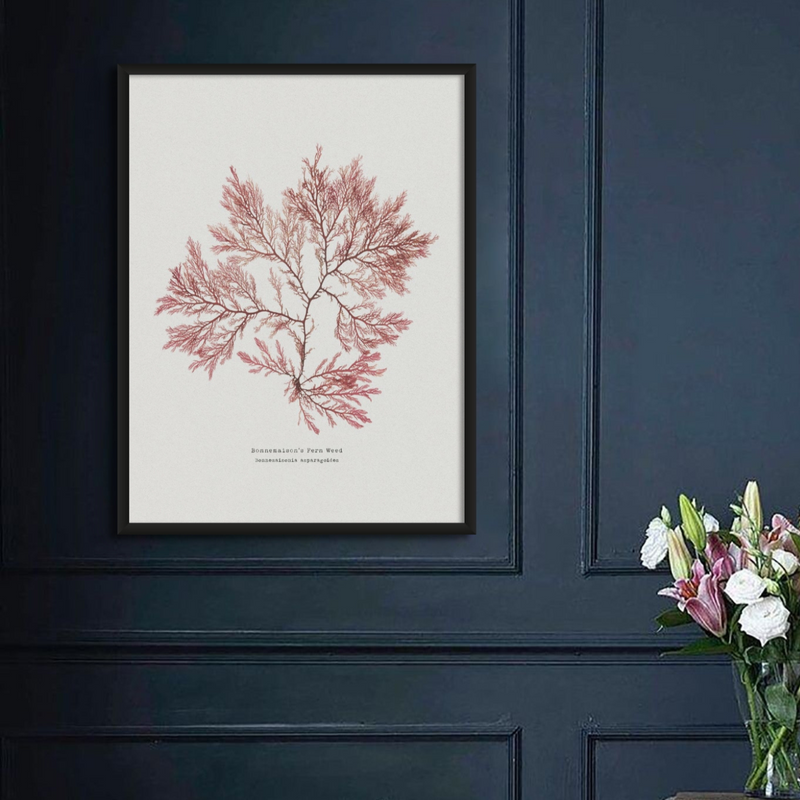 Seaweed Print | Pressed Seaweed Art  (Fern Weed No2) - Unframed