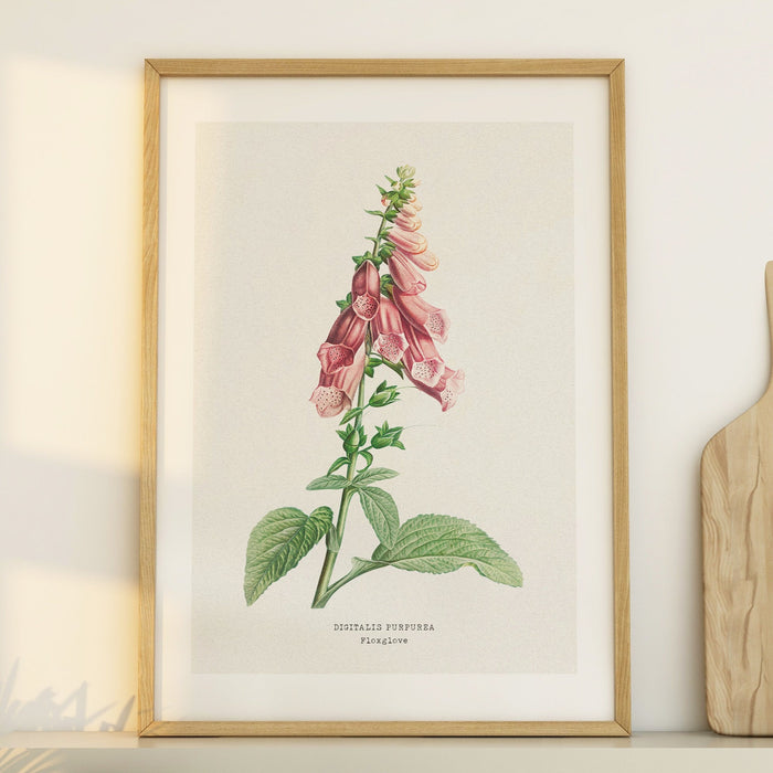 foxglove art print - vintage floral painting of a foxglove - vintage flower print framed in natural wood frame in kitchen