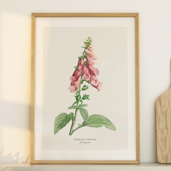 foxglove art print - vintage floral painting of a foxglove - vintage flower print framed in natural wood frame in kitchen