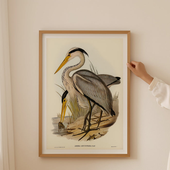 Heron (Great Grey) Vintage Bird Art Print - Unframed