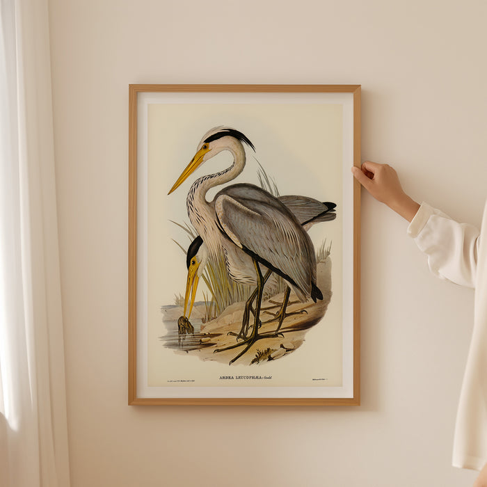 Heron (Great Grey) Vintage Bird Art Print - Framed