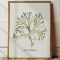 Green Seaweed Art Print | Botanical Watercolour Wall Decor | Stalked Leaf Bearer - Unframed