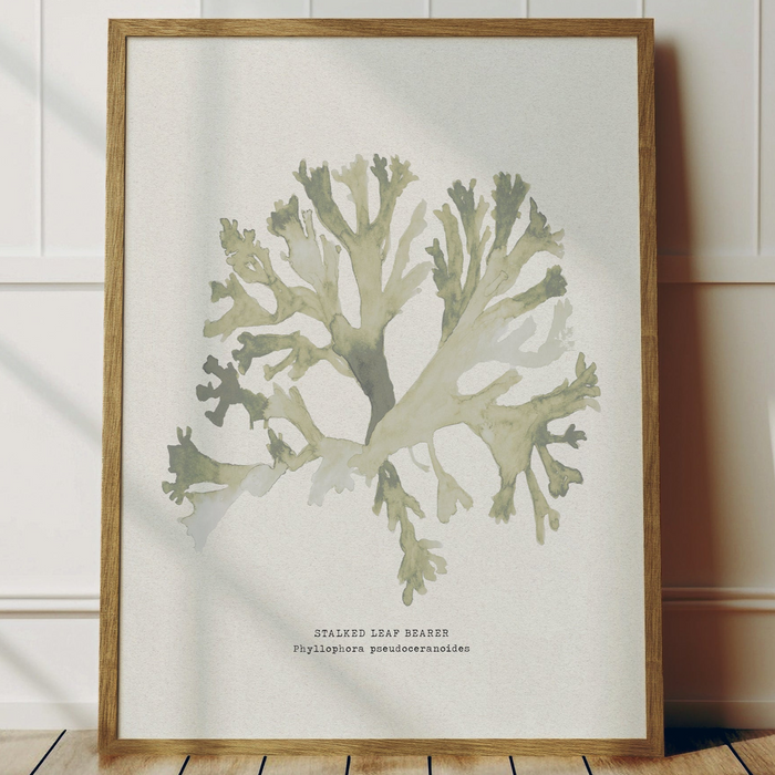 Green Seaweed Art Print | Botanical Watercolour Wall Decor | Stalked Leaf Bearer - Framed